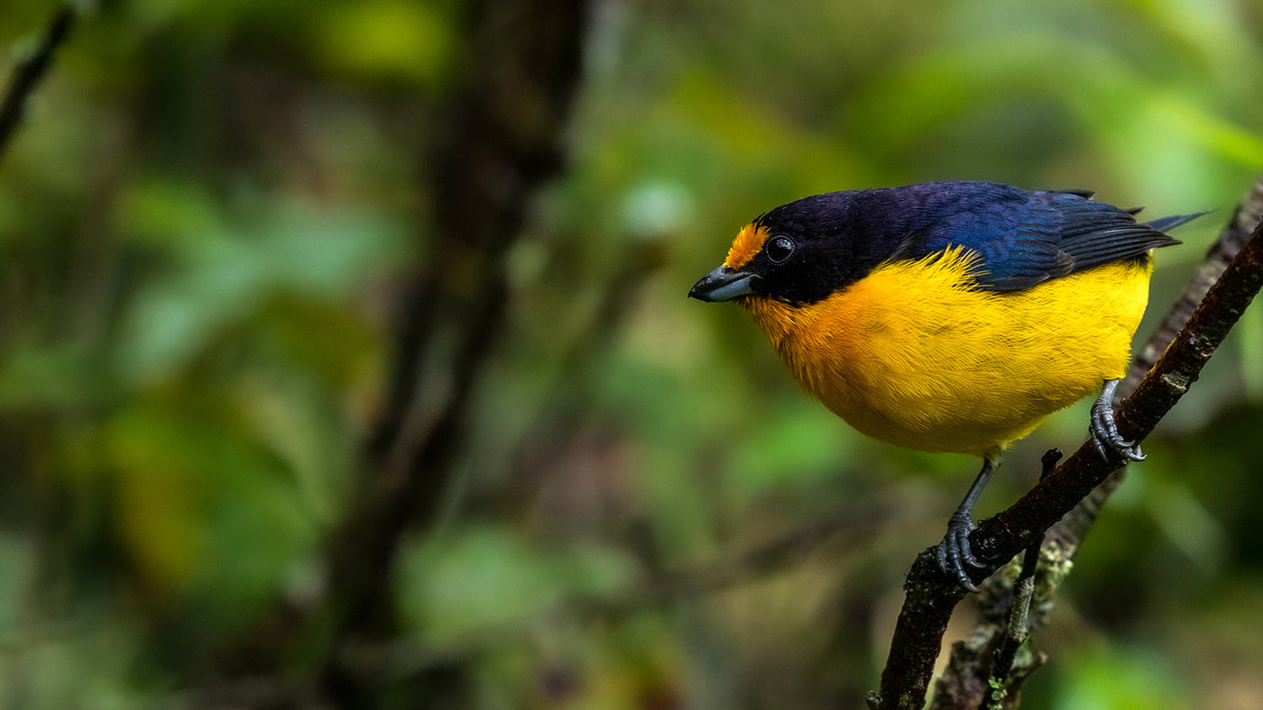 Natureza: uma força que pode curar e nutrir a alma